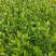 【栀子花苗】小叶栀子花杯苗，栀子花地苗，小叶栀，工程用苗