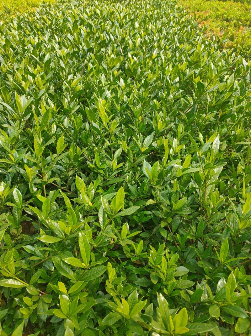 【栀子花苗】小叶栀子花杯苗，栀子花地苗，小叶栀，工程用苗