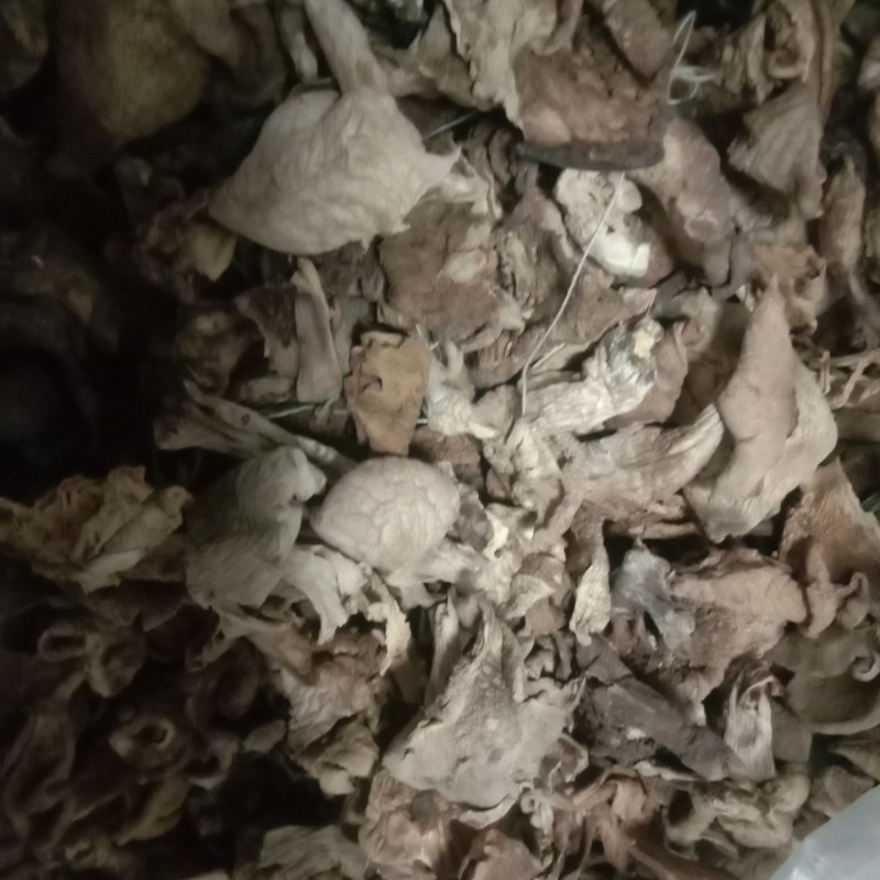 秋露白，白片，云盘蘑菇，趟子蘑，草原大白蘑！