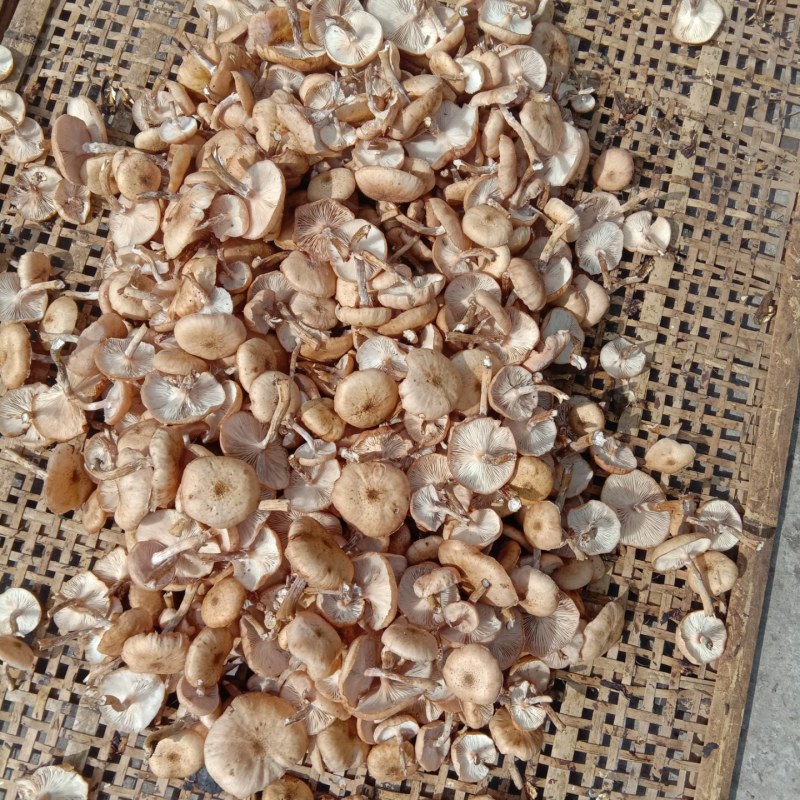 秋露白，白片，云盘蘑菇，趟子蘑，草原大白蘑！