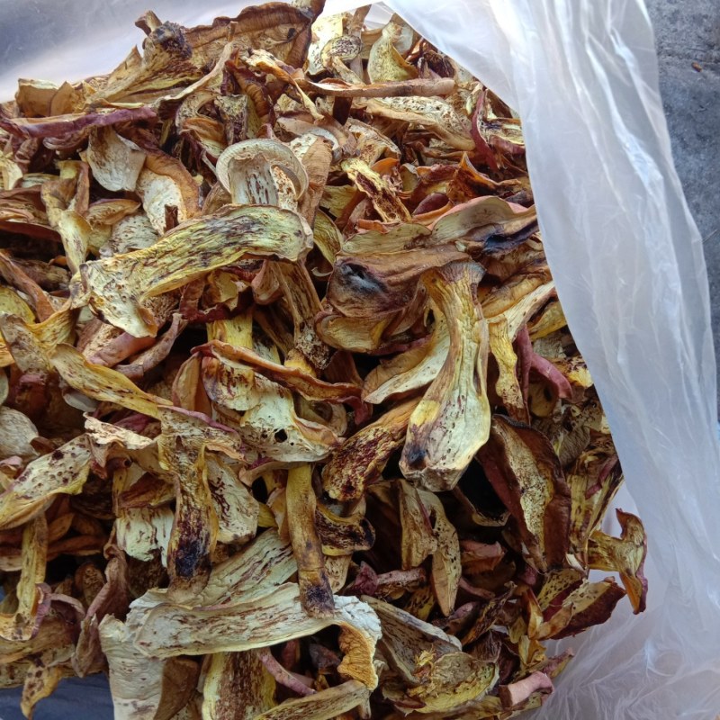 秋露白，白片，云盘蘑菇，趟子蘑，草原大白蘑！