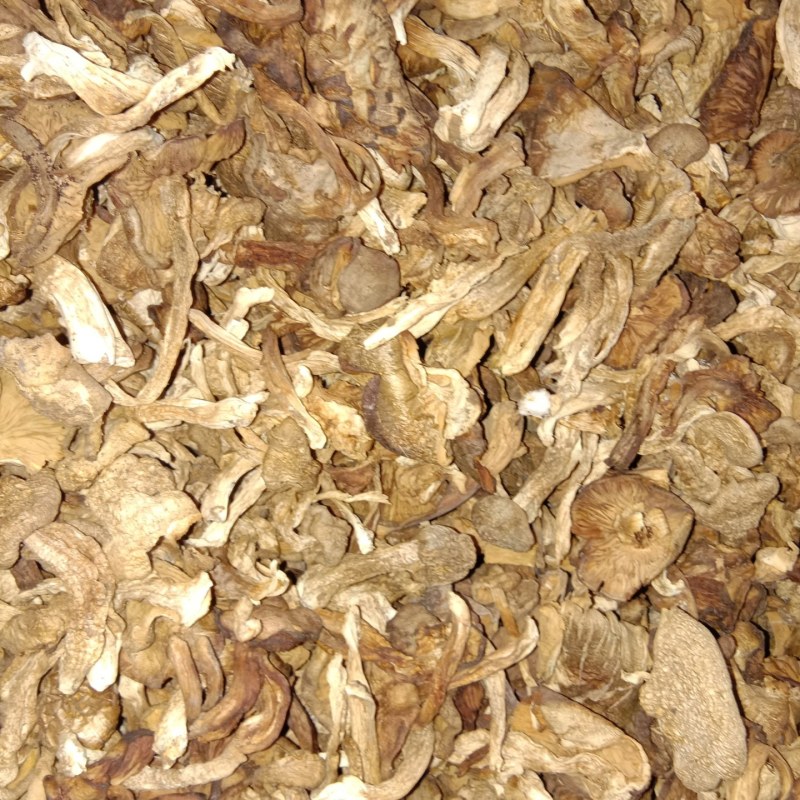 秋露白，白片，云盘蘑菇，趟子蘑，草原大白蘑！