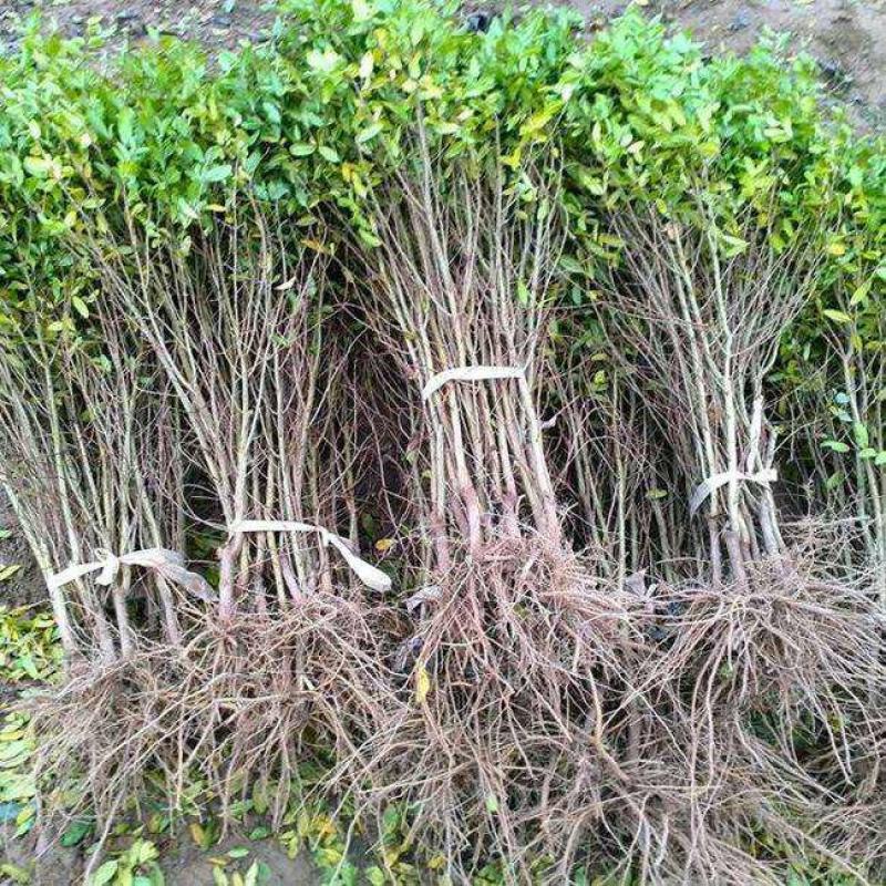 苗圃直发石榴苗突尼斯软籽蒙阳红品种齐全现挖现发