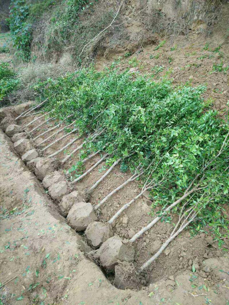苗圃直发石榴苗突尼斯软籽蒙阳红品种齐全现挖现发