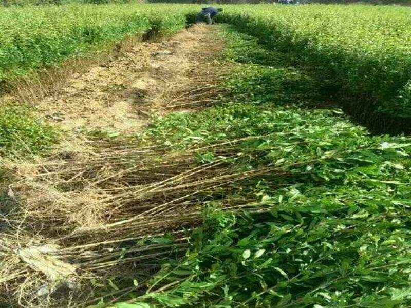 苗圃直发石榴苗突尼斯软籽蒙阳红品种齐全现挖现发