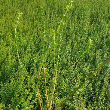 【迎春苗】河南迎春花，迎春，迎春花，工程苗