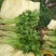 【精品】优质香芹小芹菜，带跟，可以水洗，散装，泡沫箱