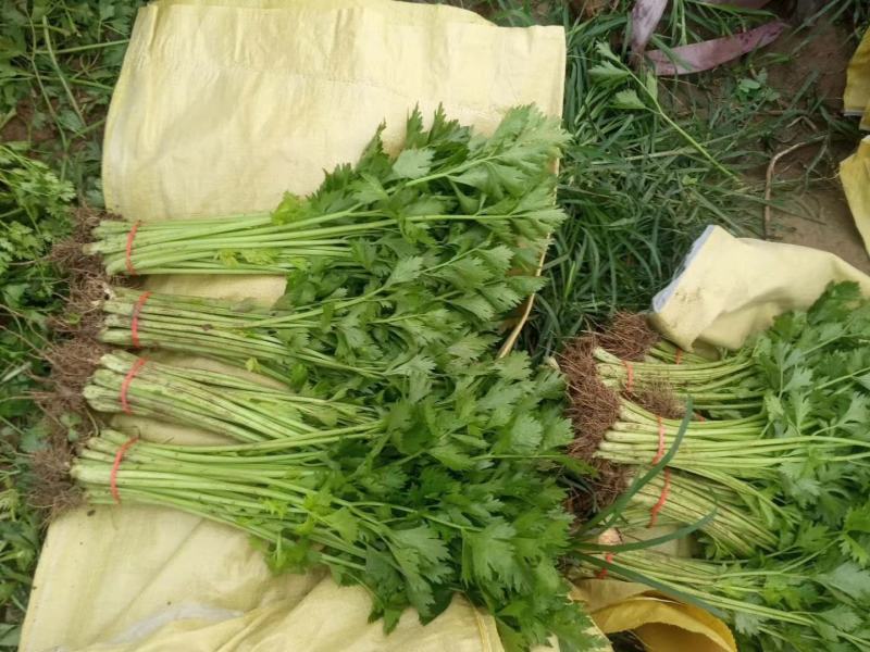 【精品】优质香芹小芹菜，带跟，可以水洗，散装，泡沫箱