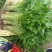 【精品】优质香芹小芹菜，带跟，可以水洗，散装，泡沫箱