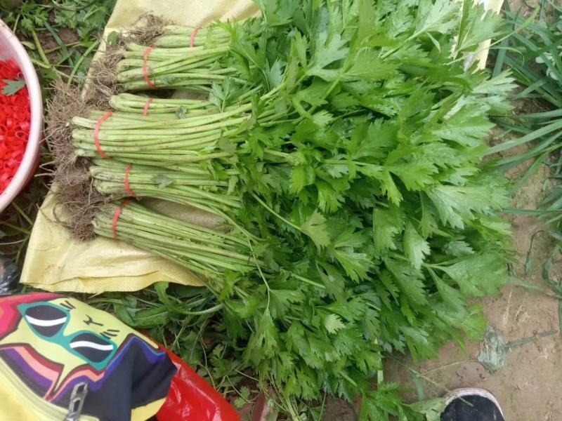 【精品】优质香芹小芹菜，带跟，可以水洗，散装，泡沫箱