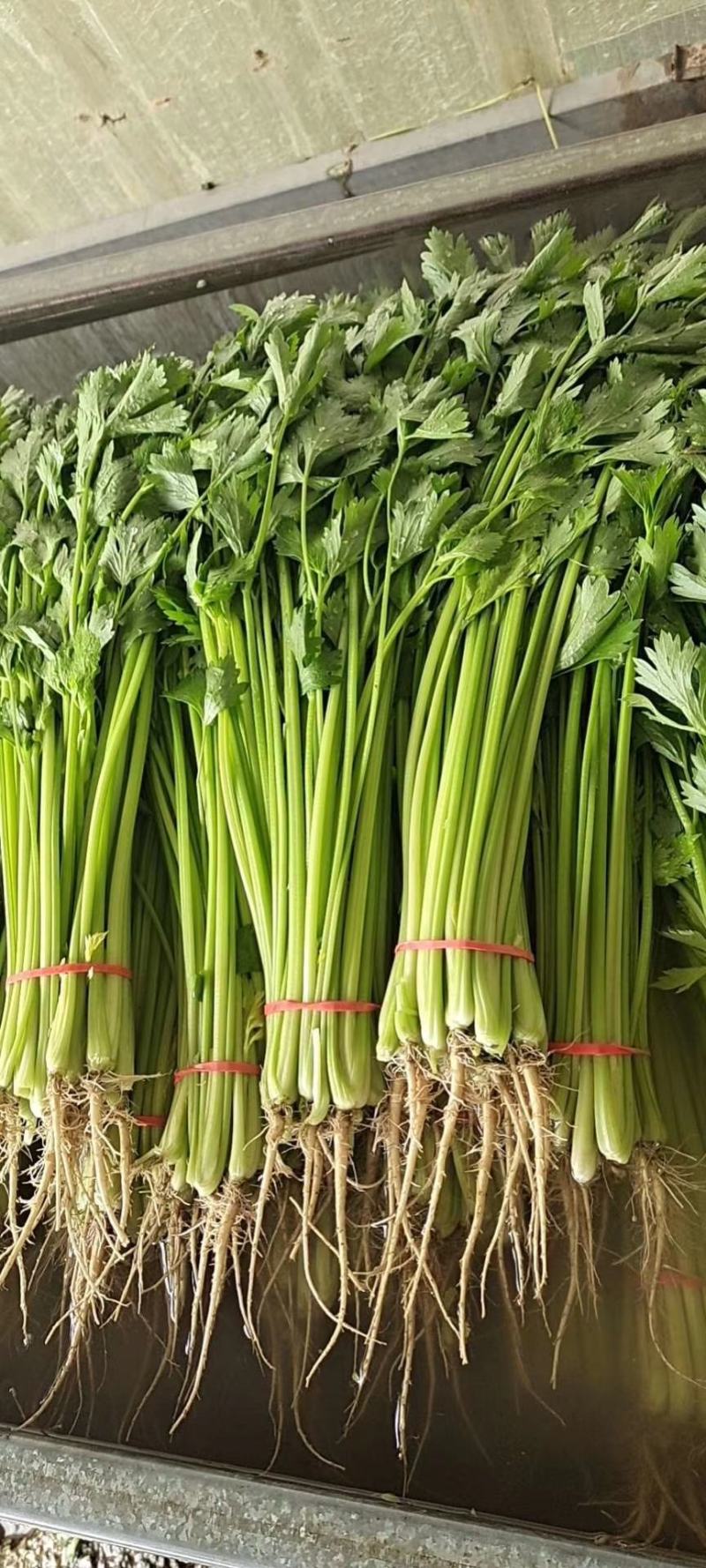 【精品】优质香芹小芹菜，带跟，可以水洗，散装，泡沫箱