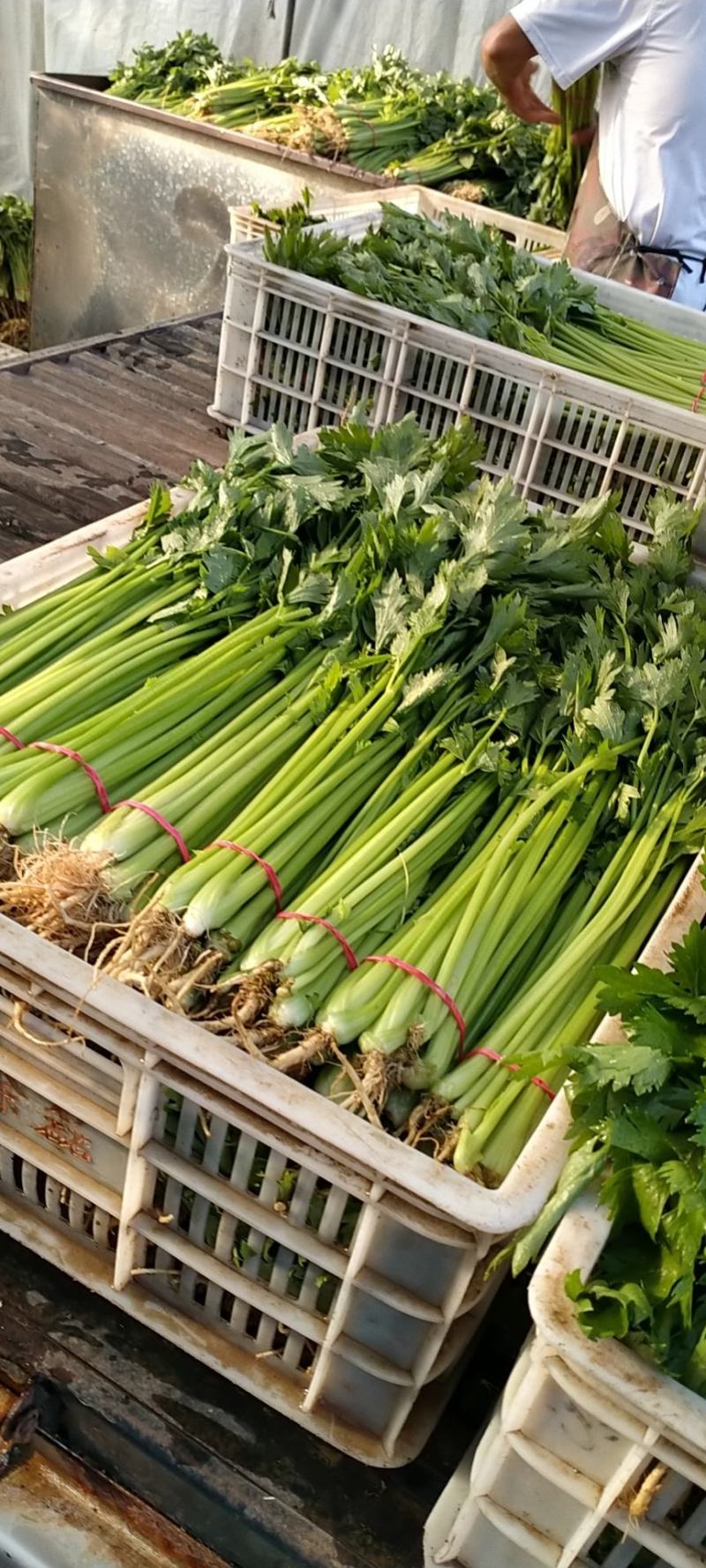 【精品】优质香芹小芹菜，带跟，可以水洗，散装，泡沫箱