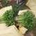 【精品】优质香芹小芹菜，带跟，可以水洗，散装，泡沫箱
