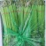 【精品】优质香芹小芹菜，带跟，可以水洗，散装，泡沫箱