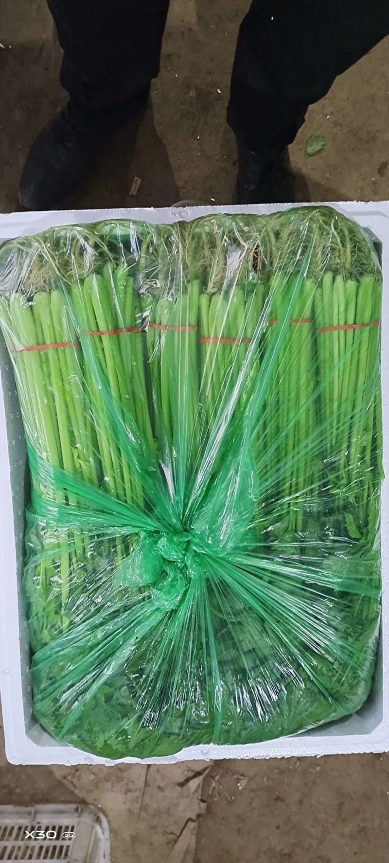 【精品】优质香芹小芹菜，带跟，可以水洗，散装，泡沫箱