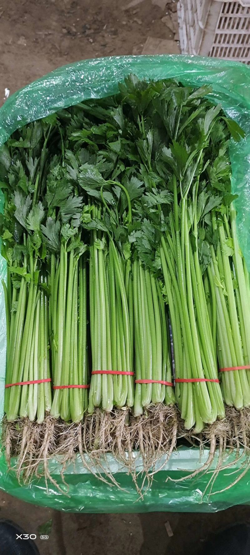 【精品】优质香芹小芹菜，带跟，可以水洗，散装，泡沫箱