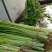【精品】优质香芹小芹菜，带跟，可以水洗，散装，泡沫箱
