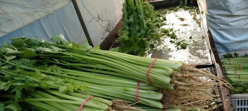 【精品】优质香芹小芹菜，带跟，可以水洗，散装，泡沫箱