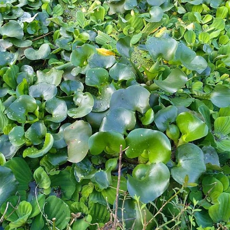 水葫芦水生植物新鲜种苗大棵带根好成活包邮浮萍水质净化美观