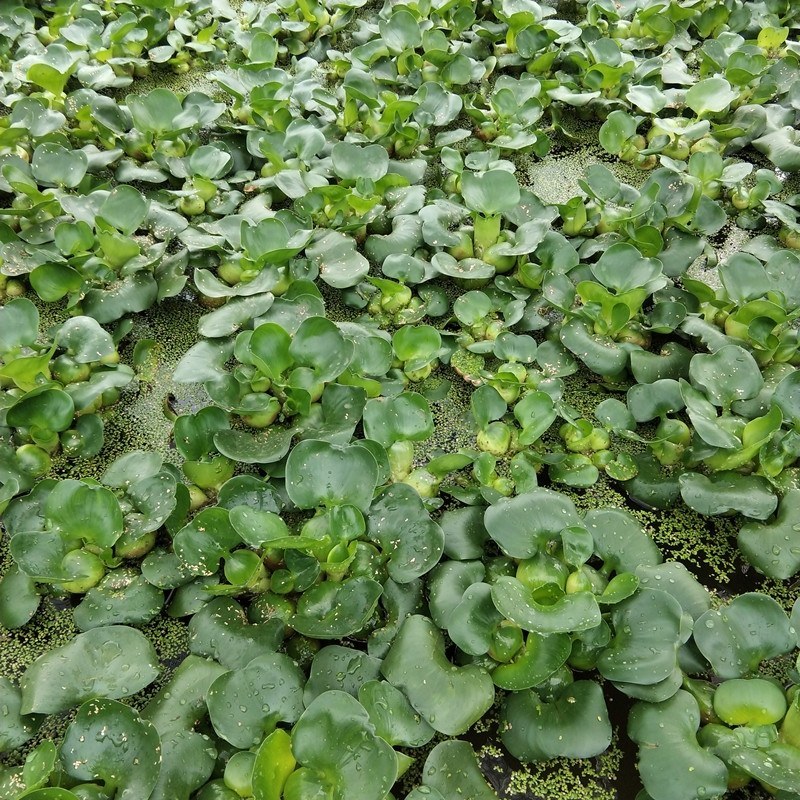 水葫芦水生植物新鲜种苗大棵带根好成活包邮浮萍水质净化美观