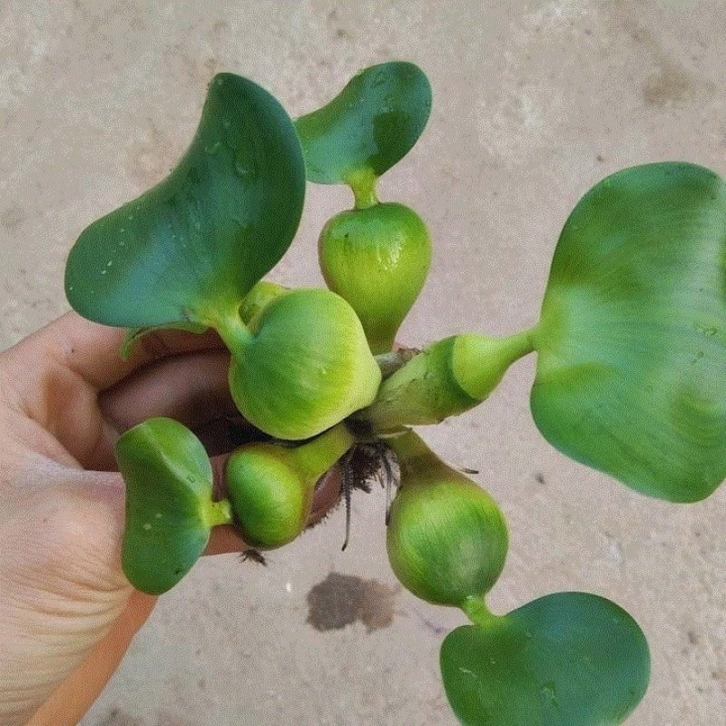 水葫芦水生植物新鲜种苗大棵带根好成活包邮浮萍水质净化美观