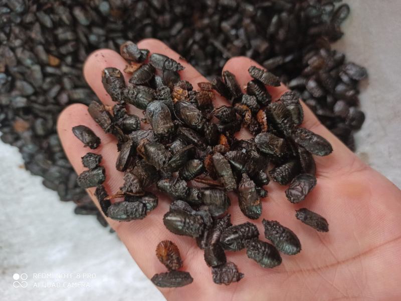 九香虫臭板虫打屁虫可打粉质量保证中药专营