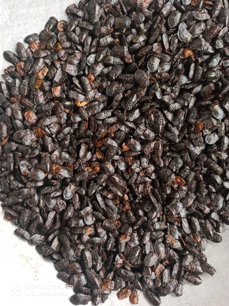 九香虫臭板虫打屁虫可打粉质量保证中药专营