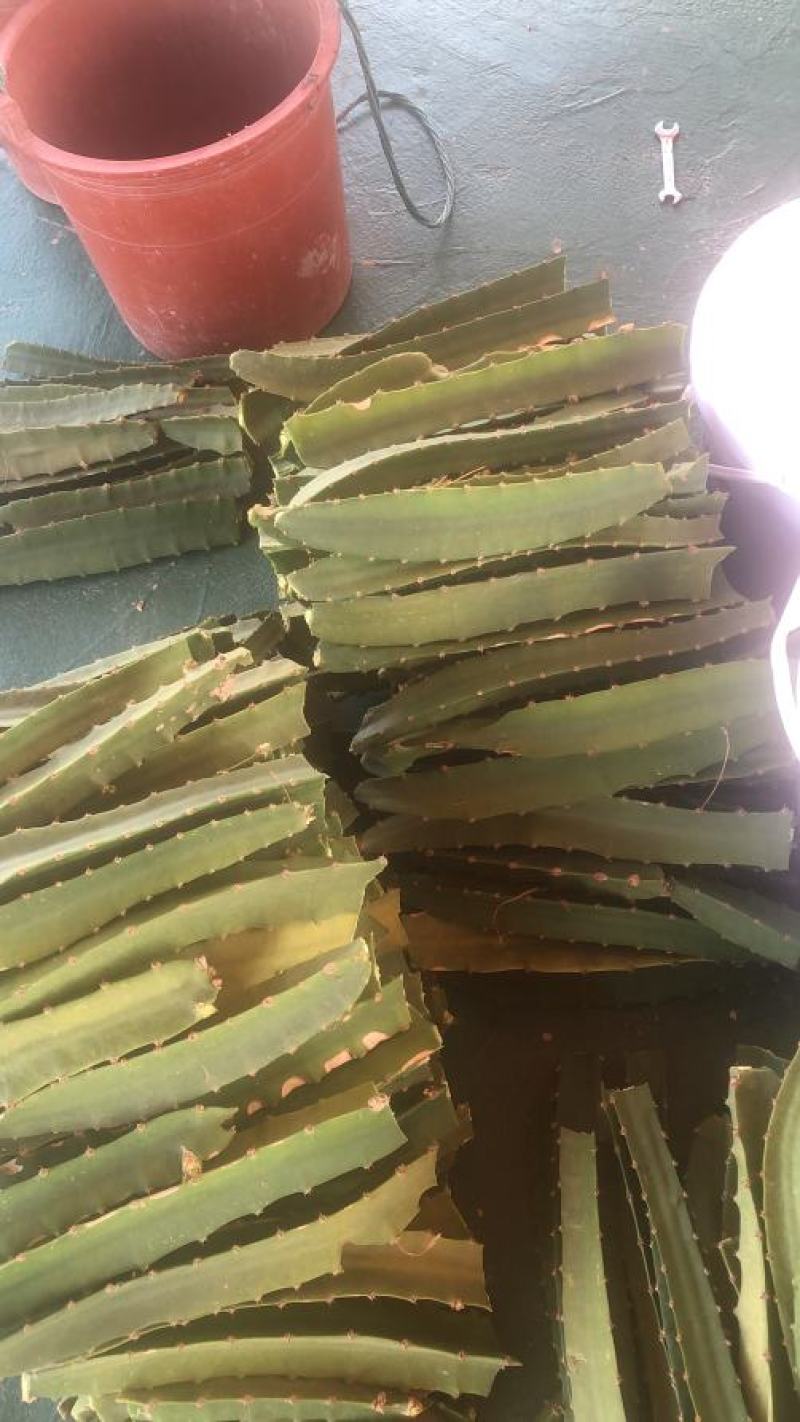 厄瓜多尔燕窝，原枝苗，自粉，甜度26度，包活包技术