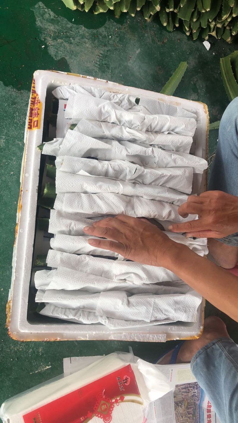 厄瓜多尔燕窝，原枝苗，自粉，甜度26度，包活包技术