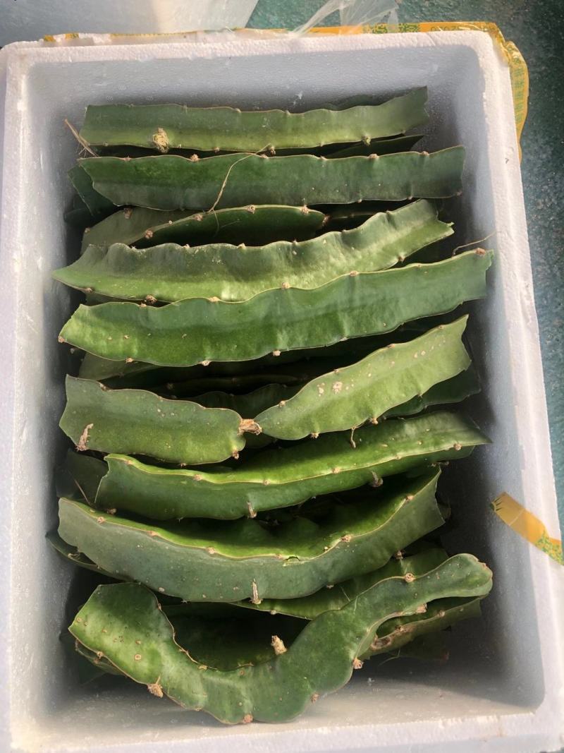 澳洲无刺黄龙种苗35-40公分甜度19度以上，包活包技术