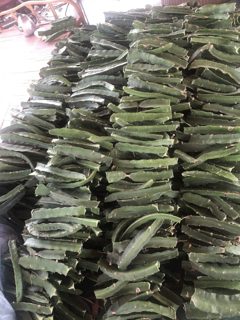 澳洲无刺黄龙种苗35-40公分甜度19度以上，包活包技术