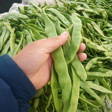 扁豆优质精品扁豆大量上市，长度20cm