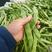扁豆优质精品扁豆大量上市，长度20cm