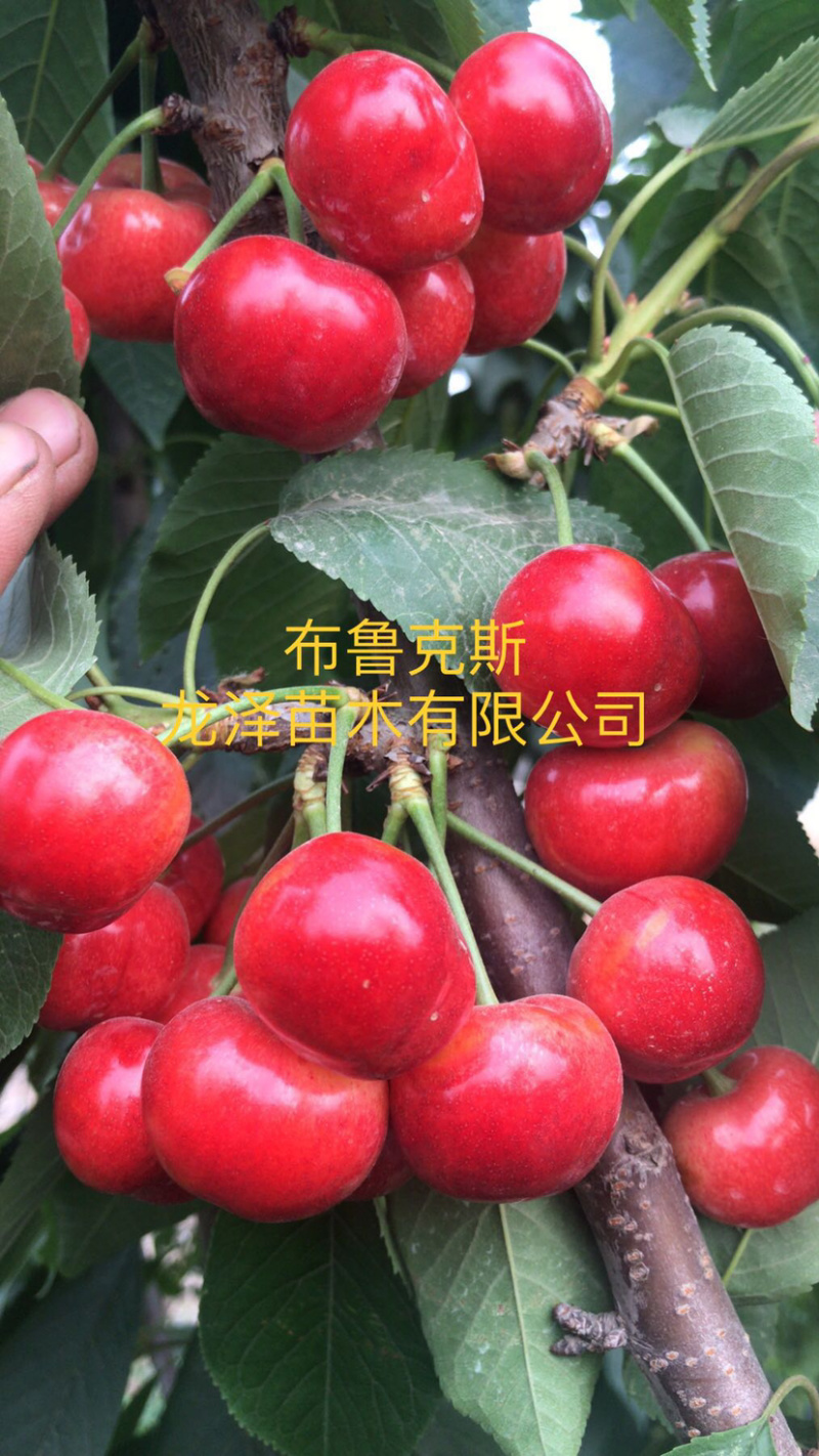 山东矮化樱桃苗齐早福晨美早布鲁克斯萨米脱现挖现发