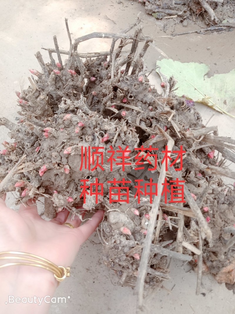 大量供应，改良白芍芽，多年生，新鲜，出芽率高