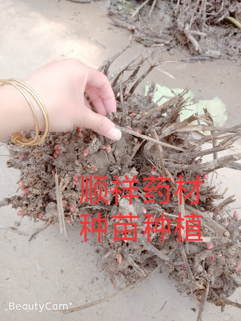 大量供应，改良白芍芽，多年生，新鲜，出芽率高