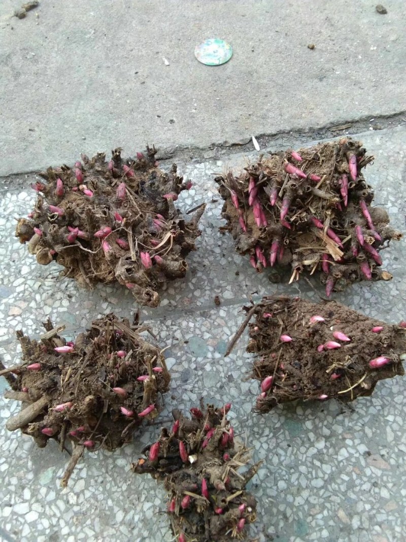大量供应，改良白芍芽，多年生，新鲜，出芽率高