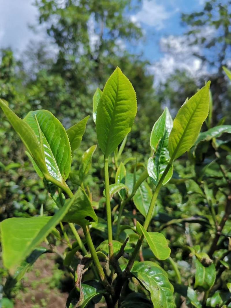 普洱茶生茶勐库老树茶好喝实惠49元/饼一提七饼