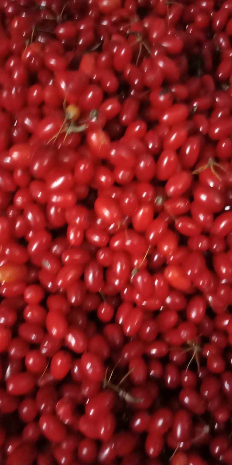 山茱萸（枣皮），色红肉厚