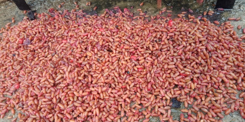山茱萸（枣皮），色红肉厚
