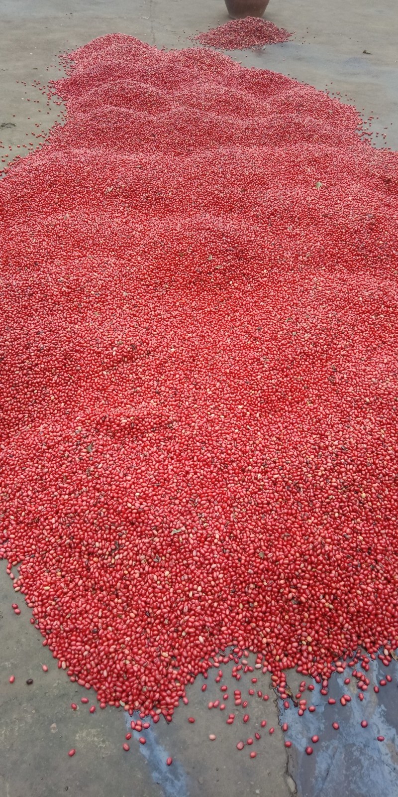 山茱萸（枣皮），色红肉厚