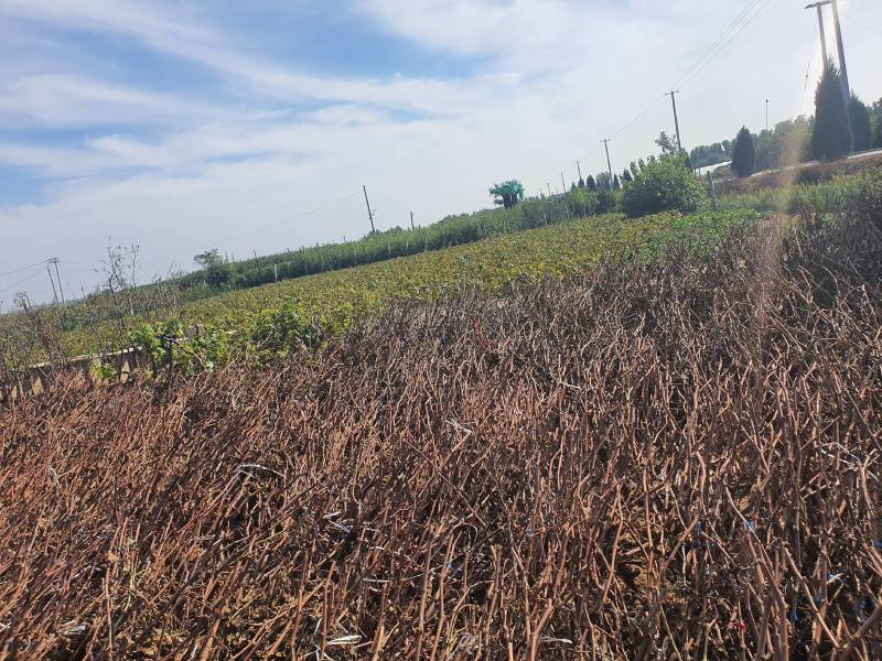 红国王葡萄苗心愿葡萄树苗南方北方露天果树苗地栽当年结果