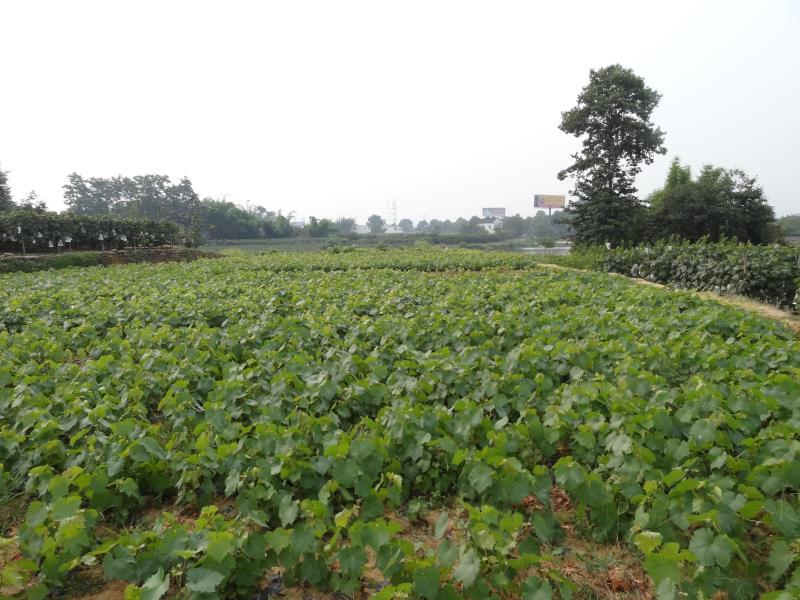 早熟葡萄品种蜜光葡萄苗果树苗南方北方种植当年结果大