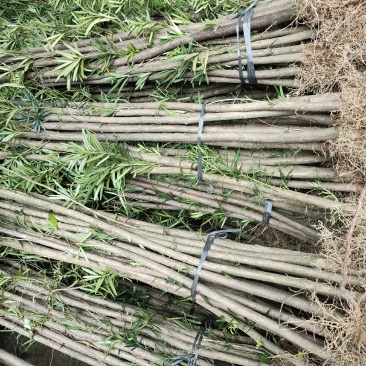 大量供应各种大小罗汉松树