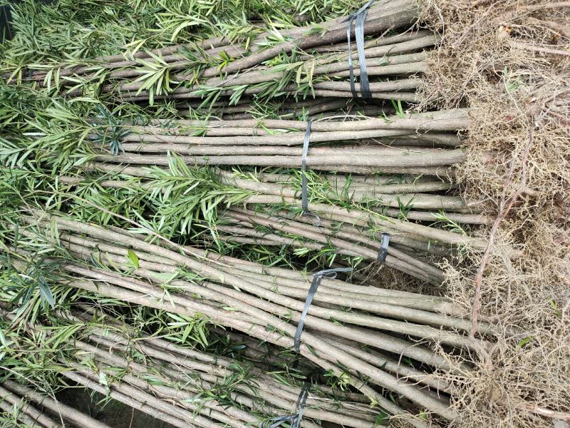 大量供应各种大小罗汉松树