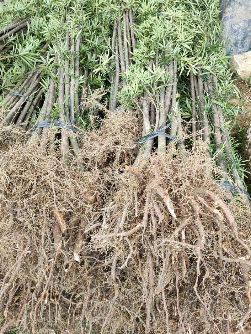 大量供应各种大小罗汉松树