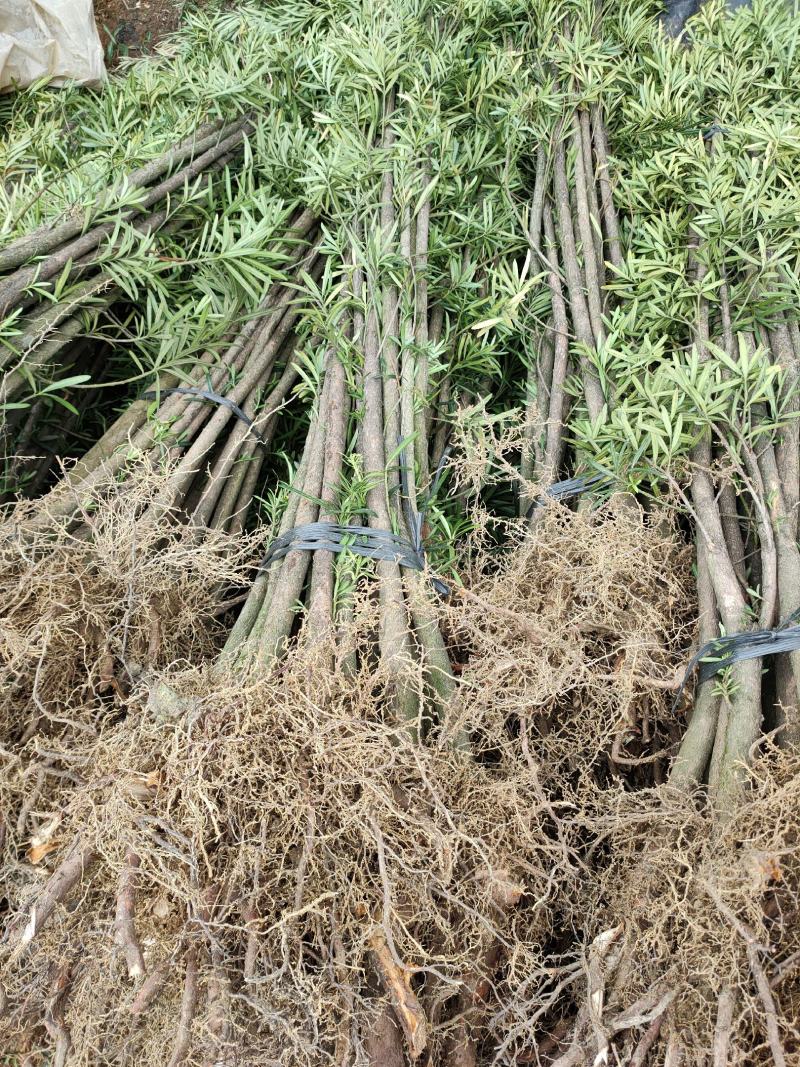 大量供应各种大小罗汉松树