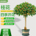 桂花树苗盆栽嫁接庭院地栽四季开花室内金桂树丹桂浓香型