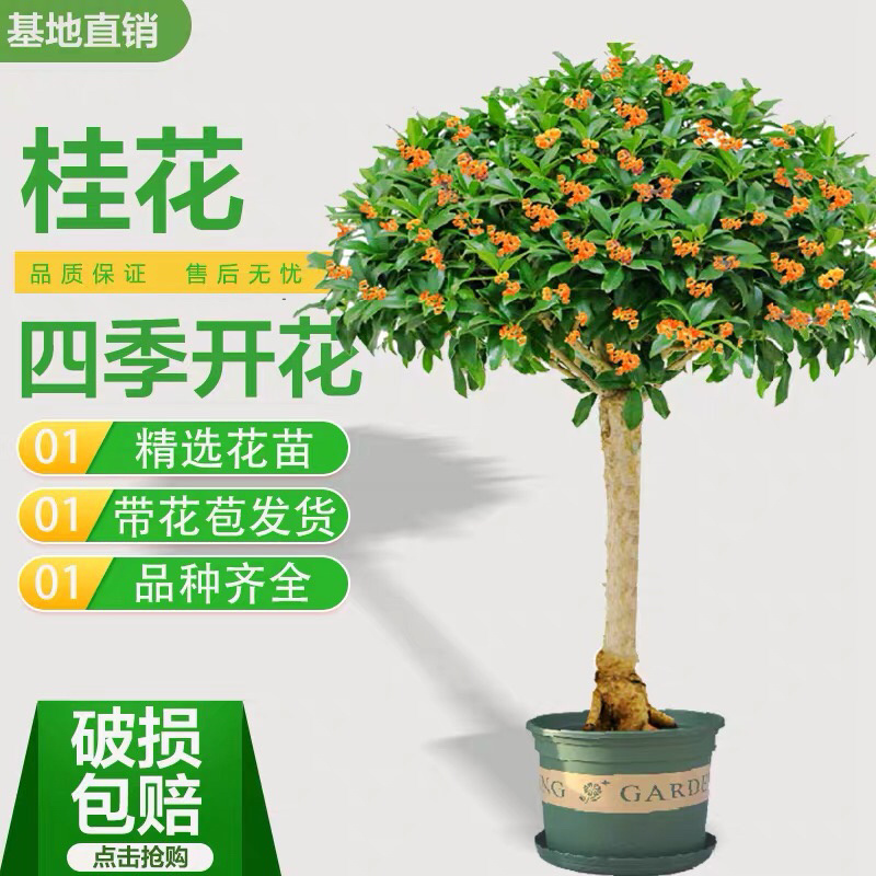 桂花树苗盆栽嫁接庭院地栽四季开花室内金桂树丹桂浓香型