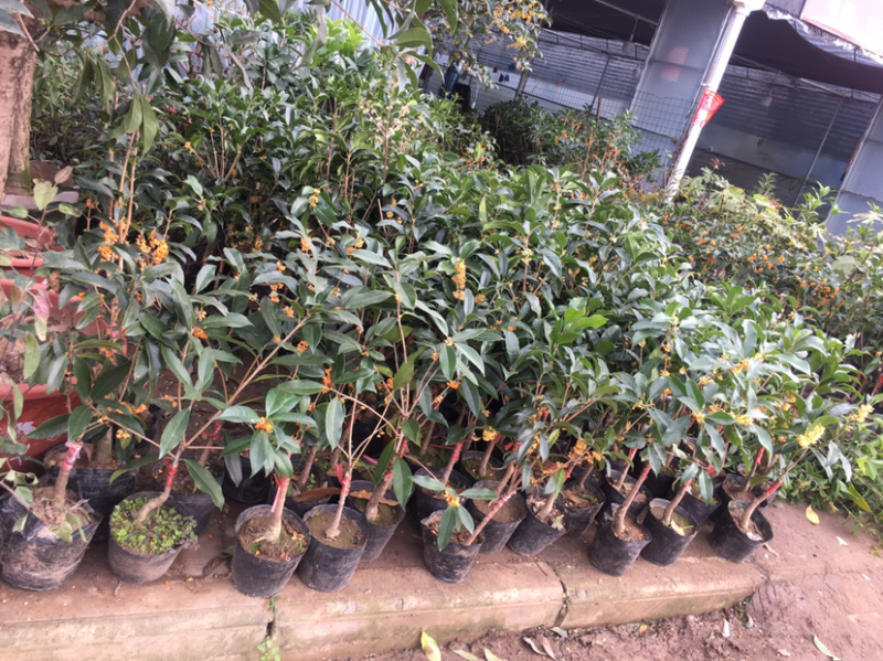 桂花树苗盆栽嫁接庭院地栽四季开花室内金桂树丹桂浓香型